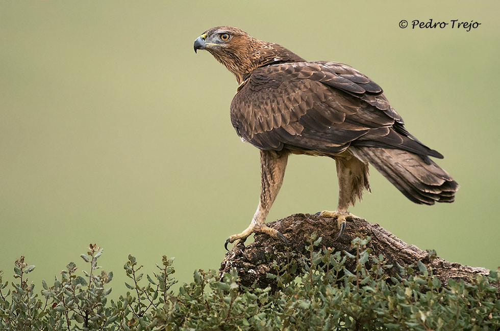 Aguila perdicera (Aquila fasciata)